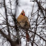圣保罗美食指南:不可错过的地方特色美味 5cbhd
