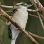 在线弹子珠游戏:体验经典休闲娱乐的乐趣 b1u95e2w8